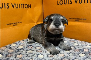 Leonardo - Schnauzer, Miniature for sale