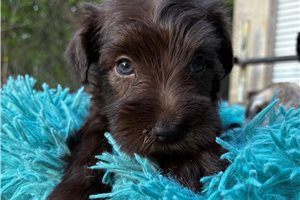 Myrtle - Schnauzer, Miniature for sale