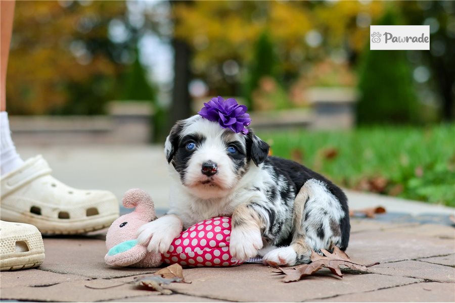 Shiloh - Bernedoodle for sale