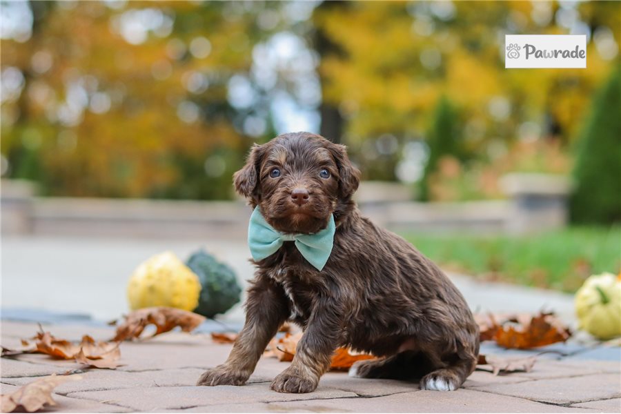 Slate - Bernedoodle for sale