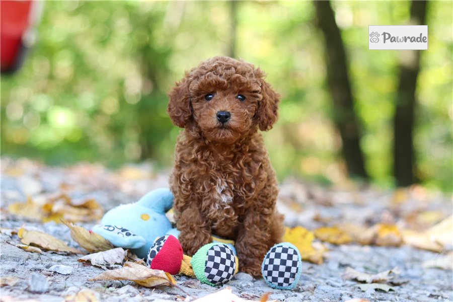 Roger - Toy Poodle for sale