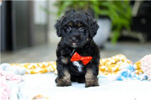Memphis - Aussiedoodle for sale
