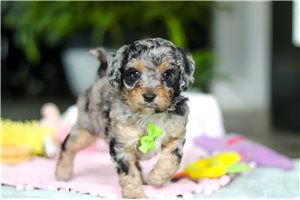 Milo - Aussiedoodle for sale