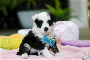 Mason - puppy for sale