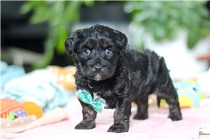 Memphis - puppy for sale