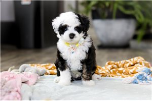 Mason - Aussiedoodle for sale