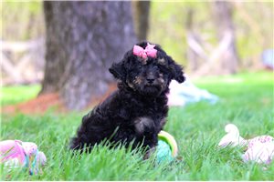 Moxie - Aussiedoodle for sale