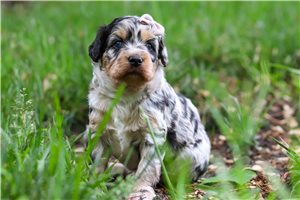 Tiana - Aussiedoodle for sale