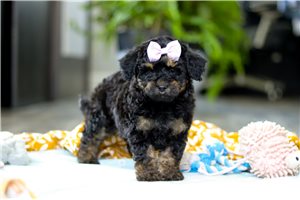 Moxie - Aussiedoodle for sale