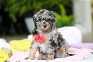 Myron - puppy for sale