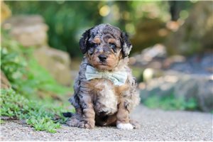 Patrick - Aussiedoodle for sale