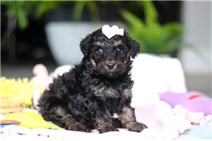 Moxie - puppy for sale