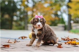 Shelly - Bernedoodle for sale