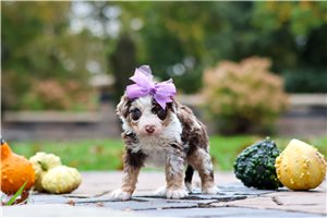 Silky - puppy for sale