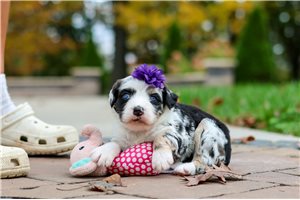Shiloh - puppy for sale