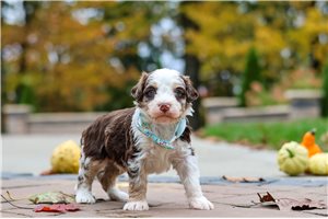 Skippy - puppy for sale