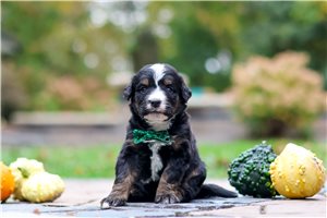 Skipper - puppy for sale