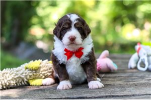 Joshua - Bernedoodle, Mini for sale