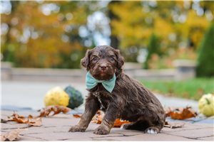 Slate - puppy for sale