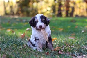 Sienna - Bernedoodle for sale