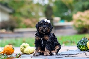 Shirley - puppy for sale