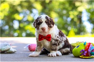 Joseph - Bernedoodle, Mini for sale
