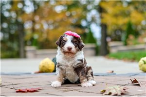 Sienna - puppy for sale