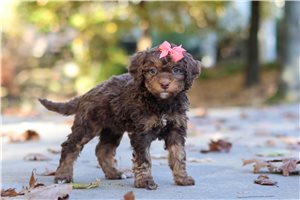 Sidney - Bernedoodle for sale