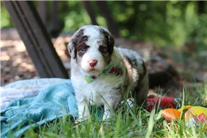 Jonah - puppy for sale