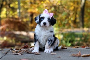 Shiloh - Bernedoodle for sale