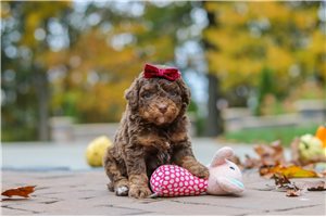 Sidney - Bernedoodle for sale