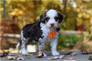 Skippy - Bernedoodle for sale