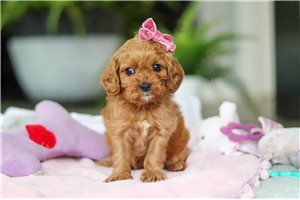 Janelle - puppy for sale