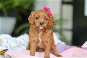 Juliet - puppy for sale