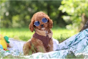 Konner - Cavapoo for sale