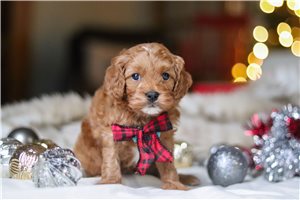 Ericson - puppy for sale