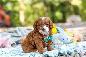 Osiris - Cavapoo for sale
