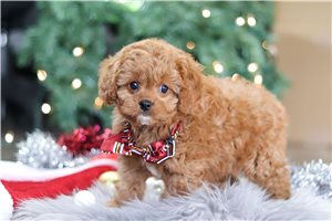 Benji - Cavapoo for sale