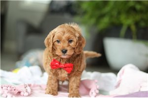 Louie - Cavapoo for sale