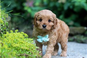 Orion - Cavapoo for sale
