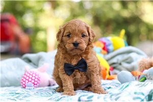 Orion - Cavapoo for sale