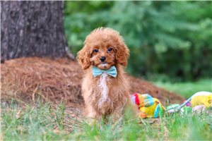 Konner - Cavapoo for sale