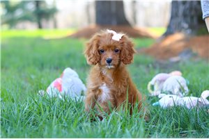 Juliet - Cavapoo for sale