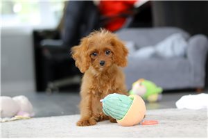 Jade - Cavapoo for sale