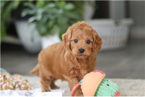 Logan - Cavapoo for sale