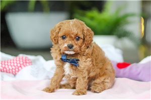 Jonah - Cavapoo for sale