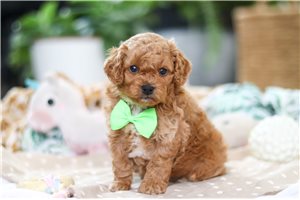 Loso - Cavapoo for sale