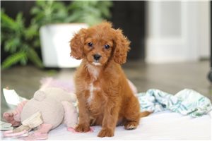Juliet - Cavapoo for sale