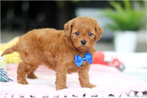 Lorenzo - Cavapoo for sale
