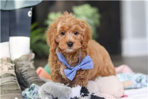 Louie - Cavapoo for sale